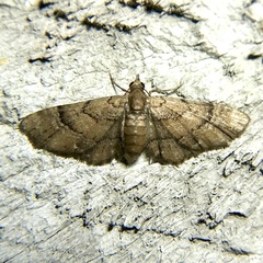 Eupithecia peckorum