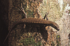 Yellow-Blotched Forest-Skink photo 2