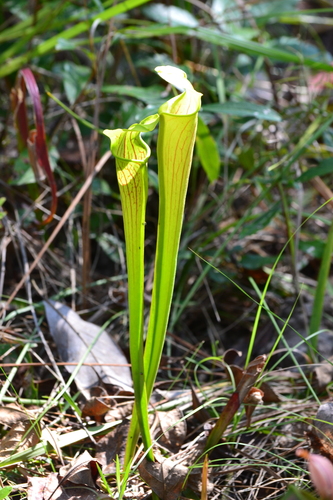 Pale Pitcher Plant