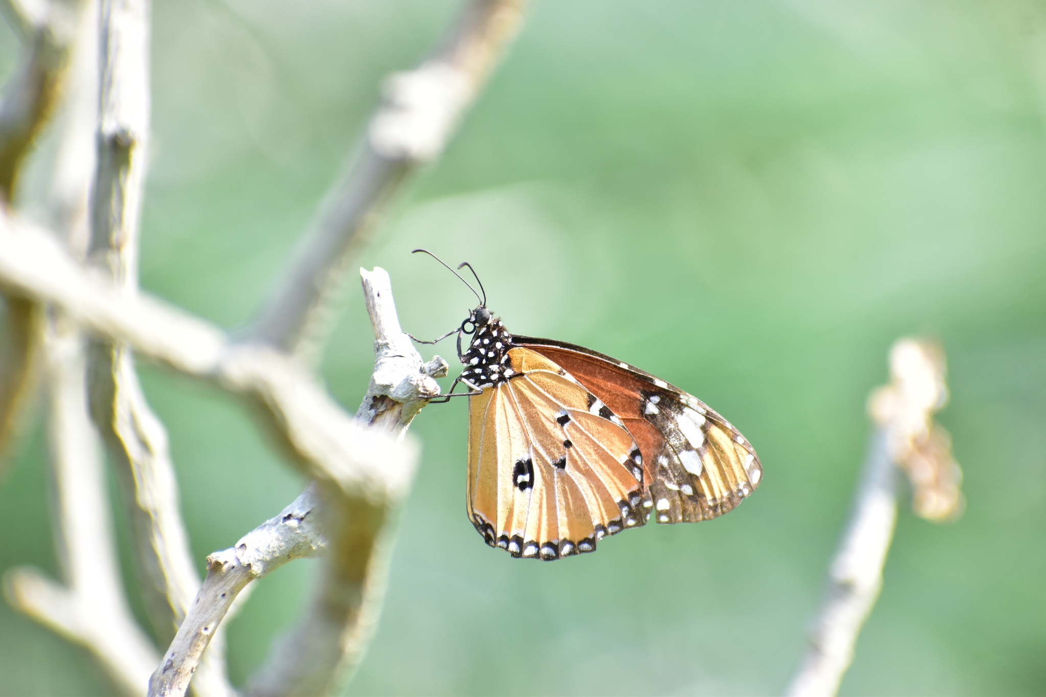 Plain Tiger