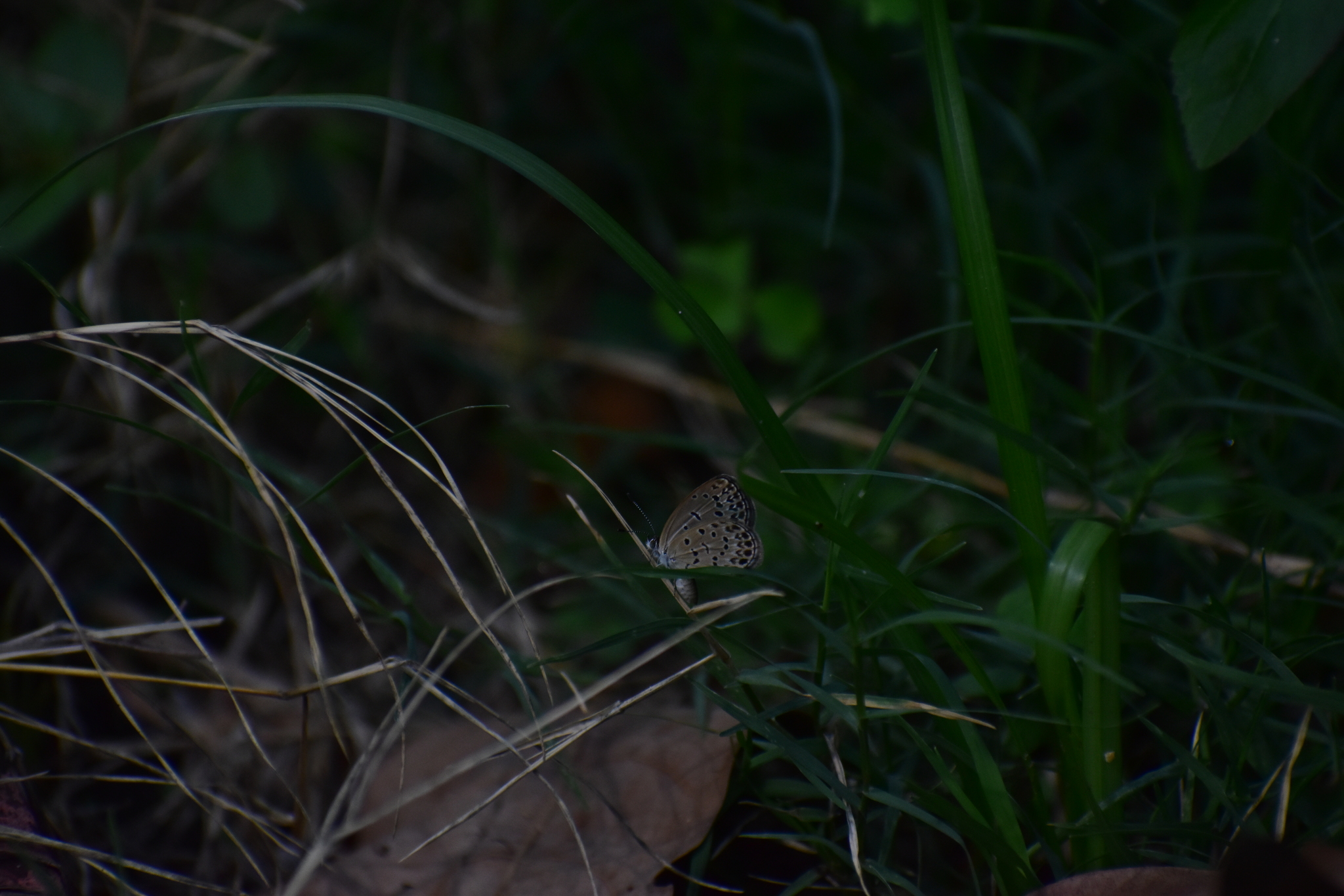 Pale Grass Blue