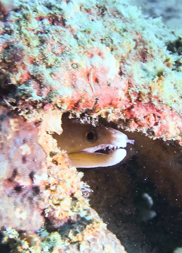 Enchelycore schismatorhynchus observed 2023-02-14