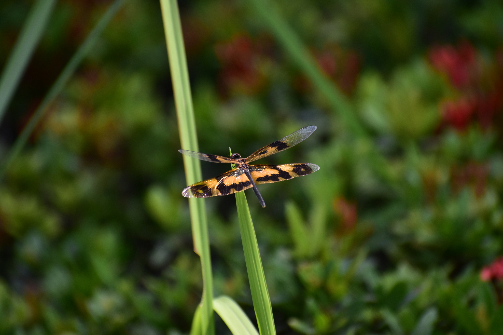 Common Picture Wing