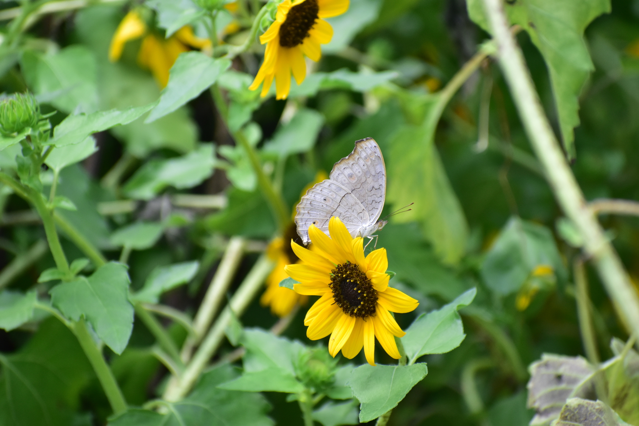 Grey Pansy