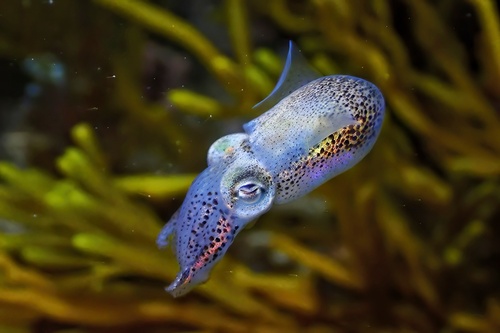 Atlantic Bobtail