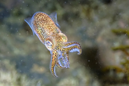 Atlantic Bobtail