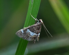 Hymeniini