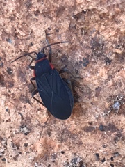 Melacoryphus rubicollis