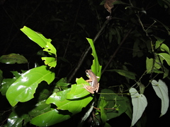 Pedostibes tuberculosus