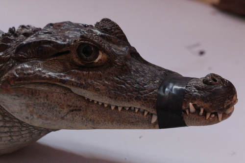 Spectacled Caiman
