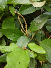 Mallotus philippensis