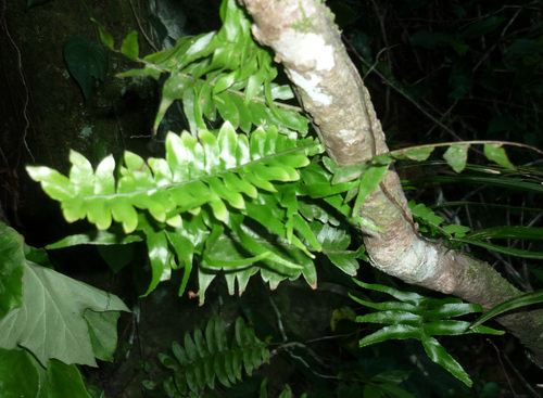 Lesser creeping fern (Arthropteris palisotii)