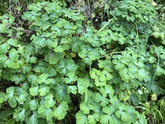 Aquilegia vulgaris