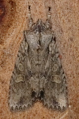 Lithophane disposita