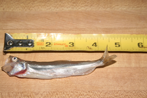 Spirinchus thaleichthys