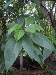 Mallotus philippensis