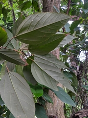 Mallotus philippensis