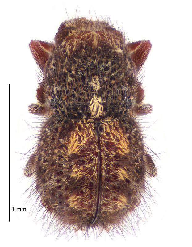 Xenanthribus