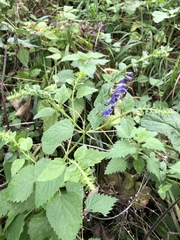 Scutellaria altissima