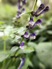 Scutellaria altissima