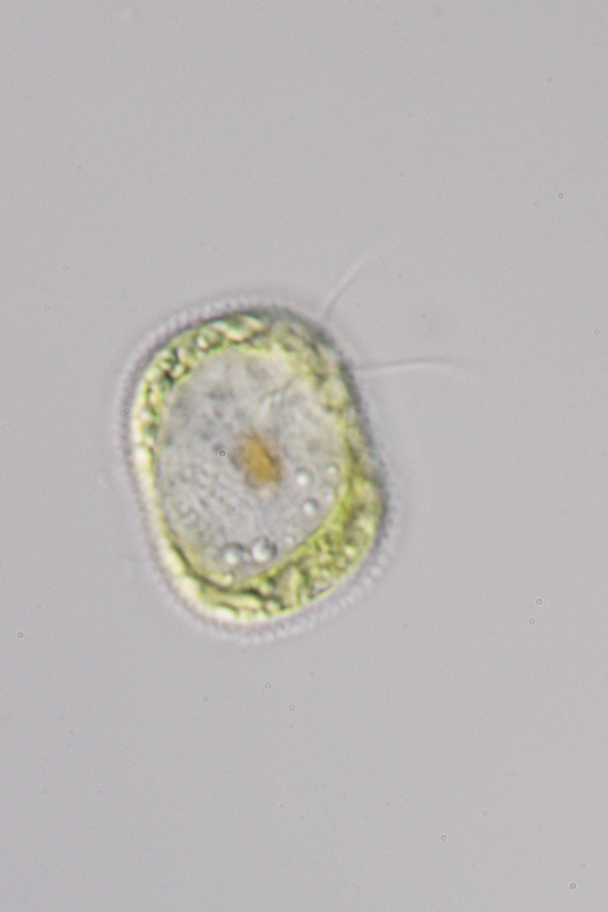 Mesostigmatophyceae