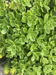 Sedum kimnachii