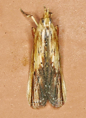 Ancylostomia stercorea