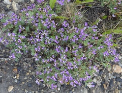 Astragalus vexilliflexus