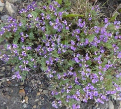 Astragalus vexilliflexus