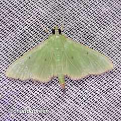 Parotis punctiferalis