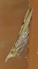 Ancylostomia stercorea