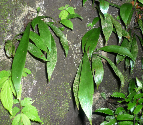 Ox-tongue Fern (Antrophyum callifolium)