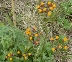 Packera pauciflora