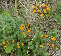 Packera pauciflora