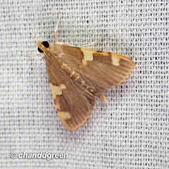 Rehimena phrynealis