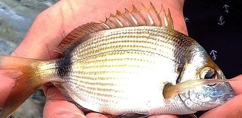 Diplodus vulgaris