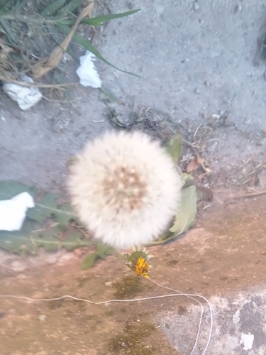 Taraxacum mongolicum iNat (3)