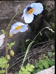 Meconopsis aculeata, photograph (c) phiroza, some rights reserved (CC BY)