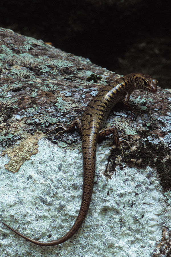 Yellow-Blotched Forest-Skink