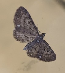 Eupithecia tripunctaria