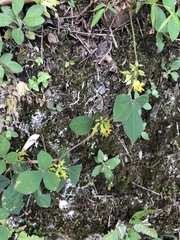 Rhynchosia volubilis