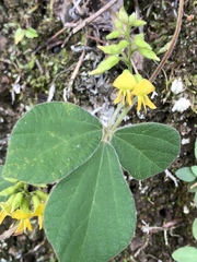 Rhynchosia volubilis