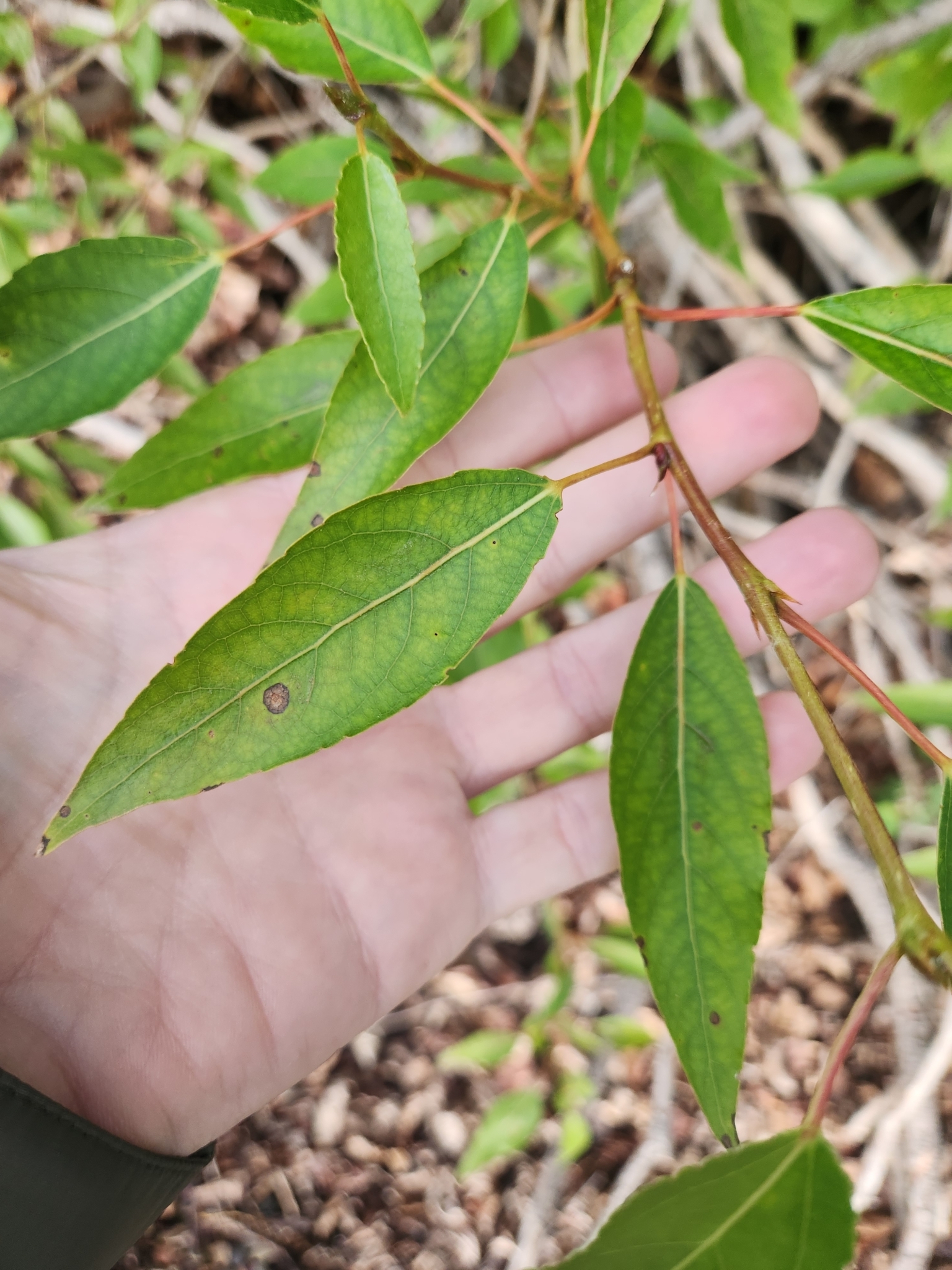 Populus X brayshawii
