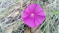 Ipomoea elongata
