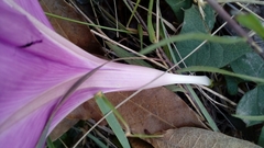 Ipomoea elongata