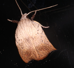 Tortricopsis pyroptis