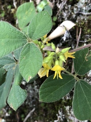 Rhynchosia volubilis