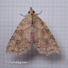 Olulis puncticinctalis