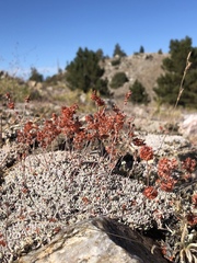 Eriogonum kennedyi