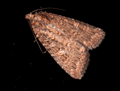 Hypoperigea tonsa